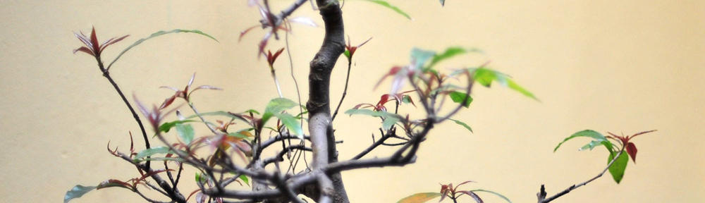 the Soul of Recovery